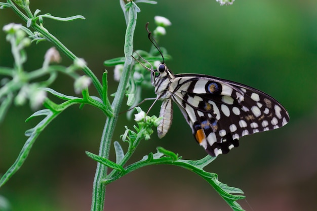 Papilio demoleus Schmetterling oder Limettenschmetterling, der im Frühling auf den frischen Grünpflanzen ruht