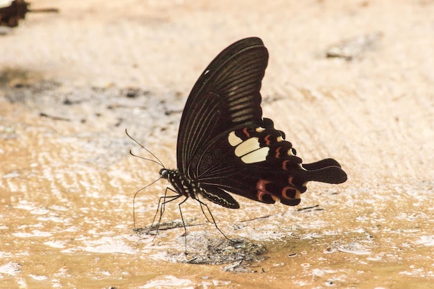 Papilio helenus helenus Red Helen se alimenta en áreas húmedas y sombreadas