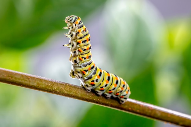 Foto papilio macaão caterpillar