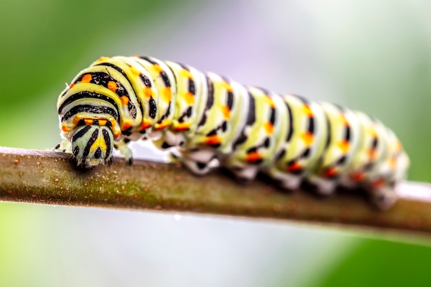 Papilio machaon Raupe