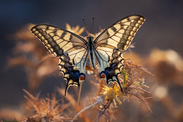 Papilio machaon. Schmetterling in seiner natürlichen Umgebung.