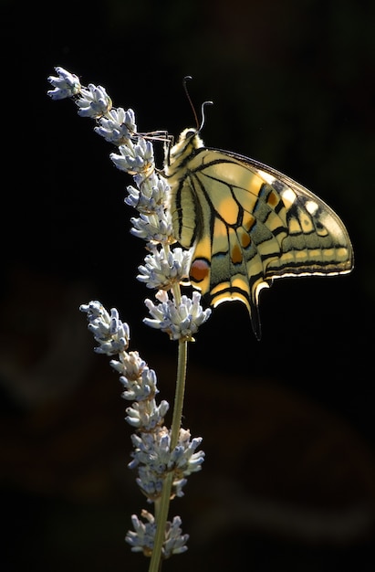 Papilio Machaon