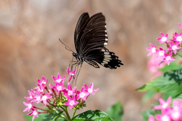 Foto papilio polytes o la mariposa negra mormona común en una flor