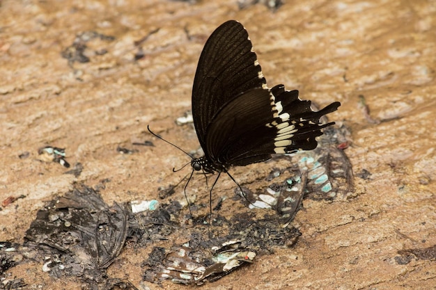 Foto papilio polytes romulus es un morador del suelo que habita en bosques tropicales, bosques escasos y huertos.