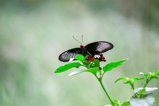 Papilio polytes, também conhecido como mórmon comum, alimentando-se da flor em um parque público