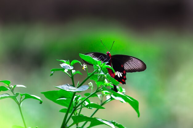 Papilio polytes, também conhecido como mórmon comum, alimentando-se da flor em um parque público