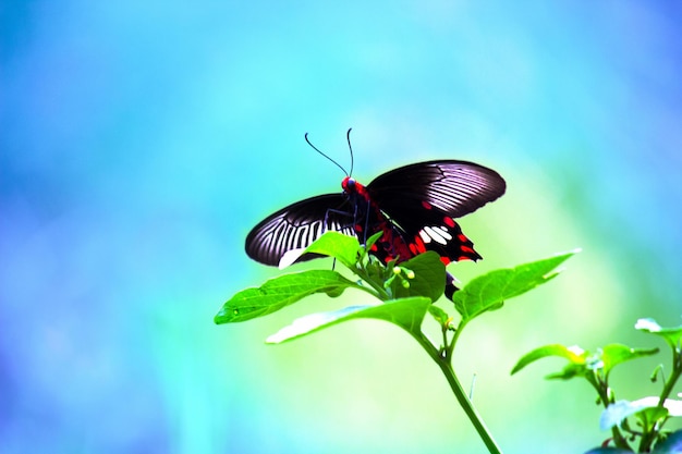 Papilio polytes também conhecido como o mórmon comum descansando nas plantas de flores