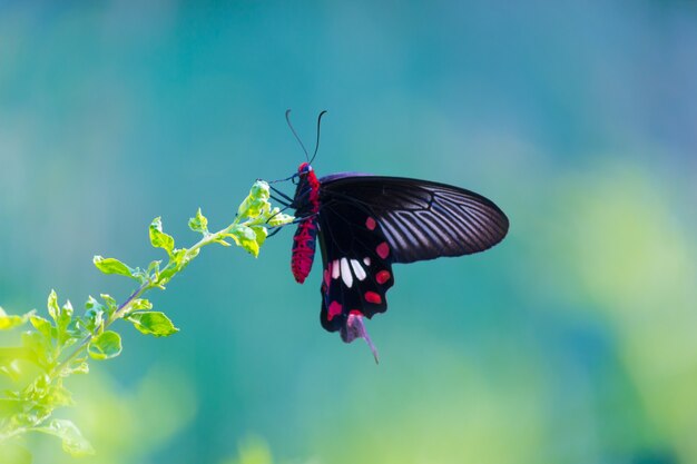 Papilio polytes también conocido como el mormón común alimentándose de la planta de flores en el parque público