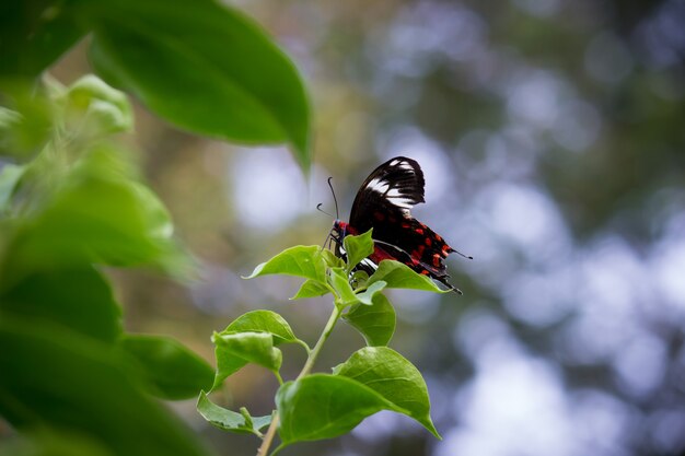 Papilio polytes también conocido como el mormón común alimentándose de la planta de flores en el parque público