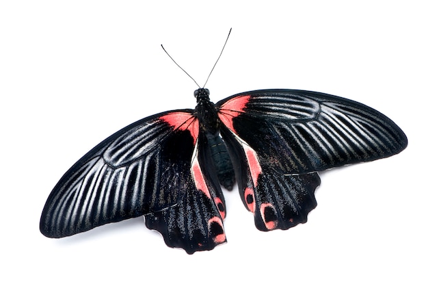 Papilio rumanzovia (fêmea) borboleta em um branco isolado