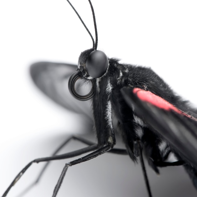 Papilio rumanzovia (hembra) mariposa en un blanco aislado