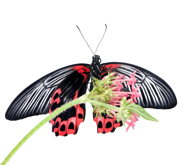 Papilio rumanzovia (hembra) mariposa en un blanco aislado