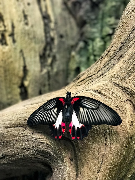 Papilio rumanzovia linda borboleta tropical em uma árvore tropical