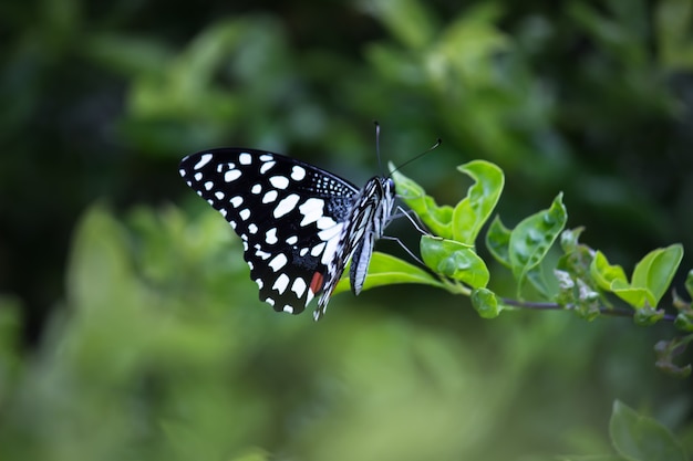 Papilio-Schmetterling oder Common Lime Butterfly oder karierter Schwalbenschwanz ruht auf den Blumenpflanzen