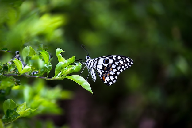 Papilio-Schmetterling oder Common Lime Butterfly oder karierter Schwalbenschwanz ruht auf den Blumenpflanzen