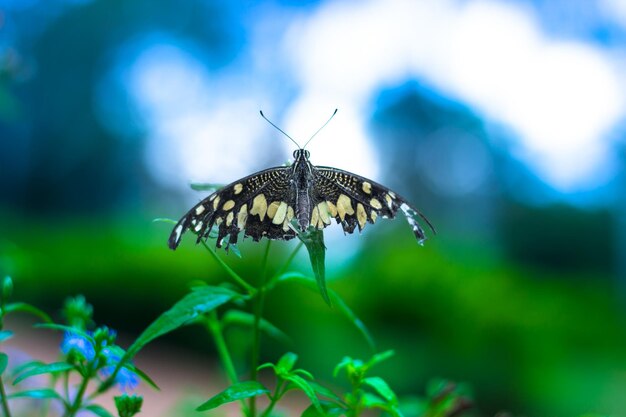 Papilio-Schmetterling oder der gemeine Lindenschmetterling, der auf den Blumenpflanzen ruht