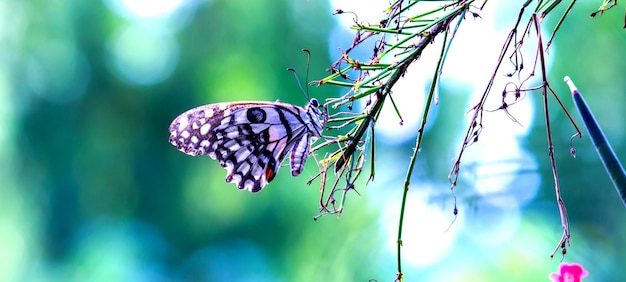 Papilio-Schmetterling oder der gemeine Lindenschmetterling, der auf den Blumenpflanzen ruht