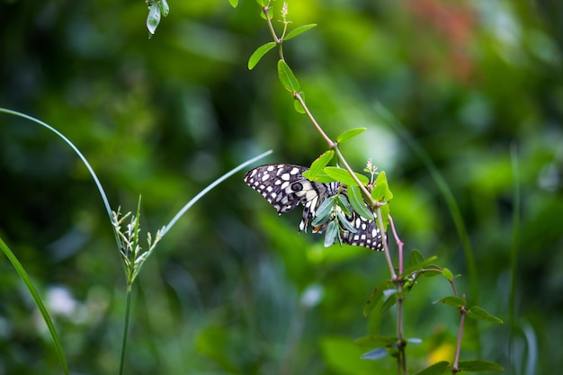 Papilio-Schmetterling oder gewöhnlicher Lindenschmetterling, der in seiner natürlichen Umgebung auf den Blumenpflanzen sitzt