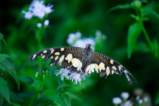 Papilio-Schmetterling oder gewöhnlicher Lindenschmetterling, der in seiner natürlichen Umgebung auf den Blumenpflanzen sitzt