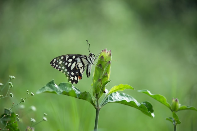 Papilio-Schmetterling oder gewöhnlicher Lindenschmetterling, der in seiner natürlichen Umgebung auf den Blumenpflanzen sitzt