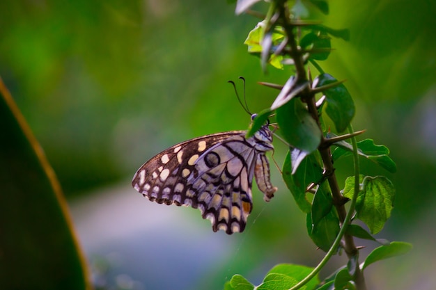 Papilio-Schmetterling oder gewöhnlicher Lindenschmetterling, der in seiner natürlichen Umgebung auf den Blumenpflanzen sitzt