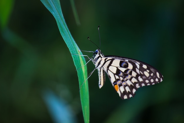 Papilio-Schmetterling oder The Common Lime Butterfly ruht auf den Blumenpflanzen in seinem natürlichen Lebensraum