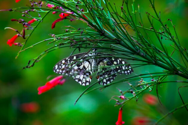 Papilio-Schmetterling oder The Common Lime Butterfly ruht auf den Blumenpflanzen