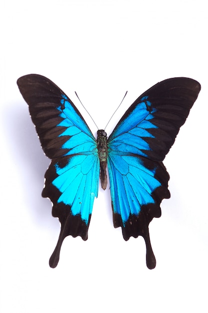 Papilio Ulysses Blue-Schmetterling auf dem weißen Hintergrund