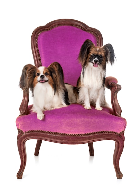 papillon cães na poltrona