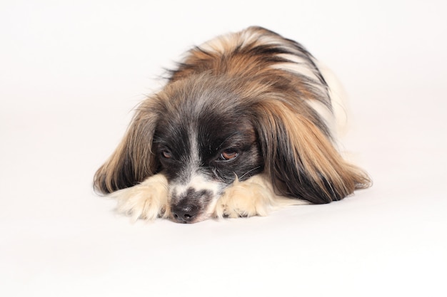 Papillon dog Retrato de close-up em um branco