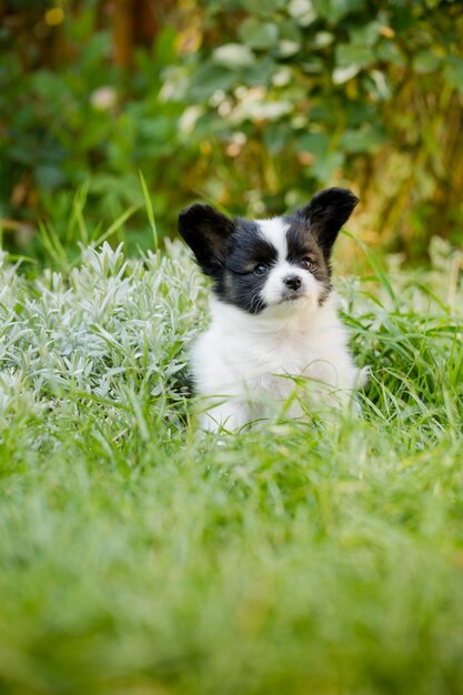 Papillon fofo na grama