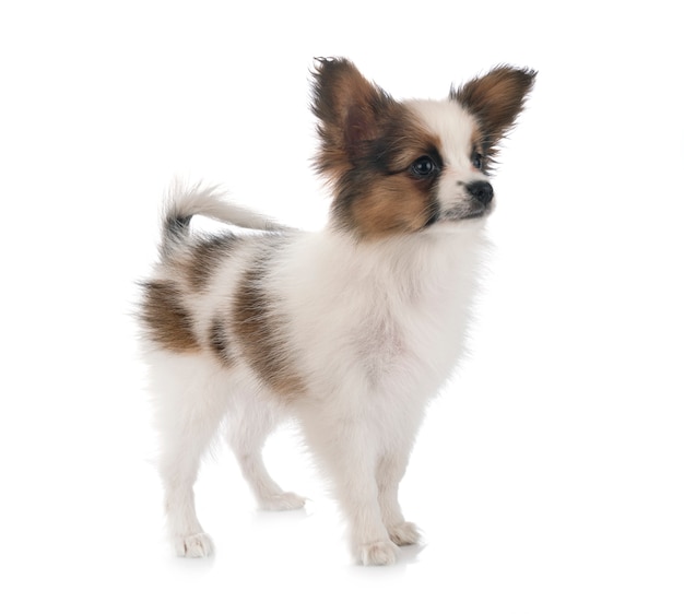 Papillon Hund auf weißem Hintergrund