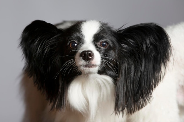 Papillon-Hund, der die Kamera betrachtet