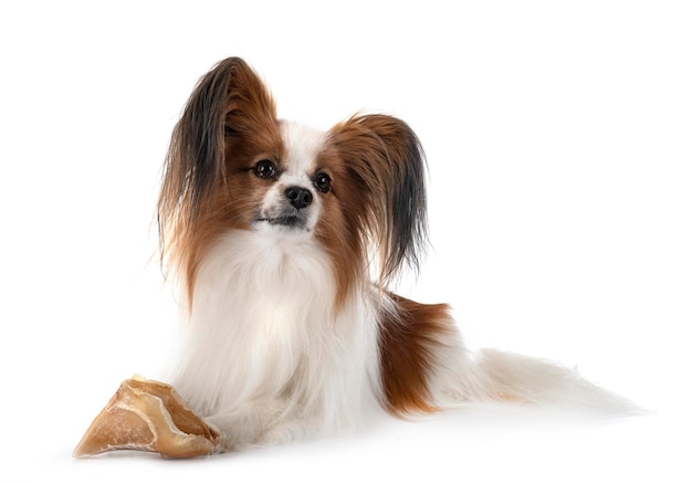 Papillon Hund im Studio