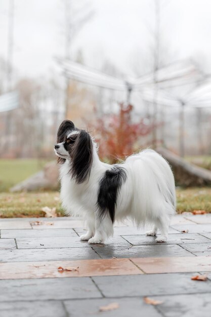 Papillon-Hund. Schmetterlingshund. Continental Toy Spaniel Hund im Herbst im Freien. Herbstsaison.