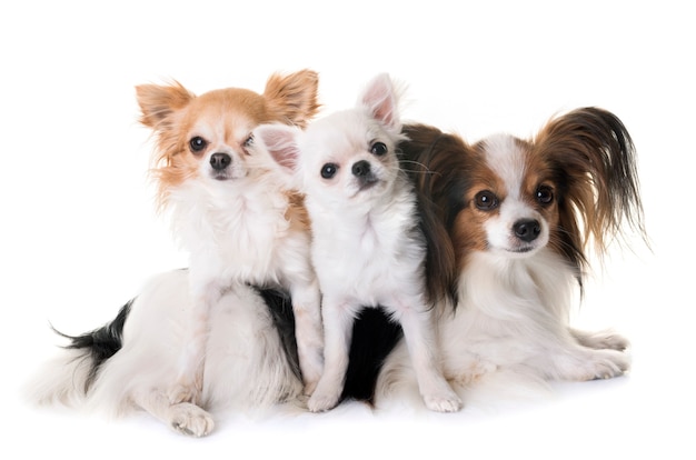 Papillon Hund und Chihuahua