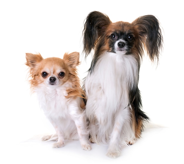 Papillon Hund und Chihuahua