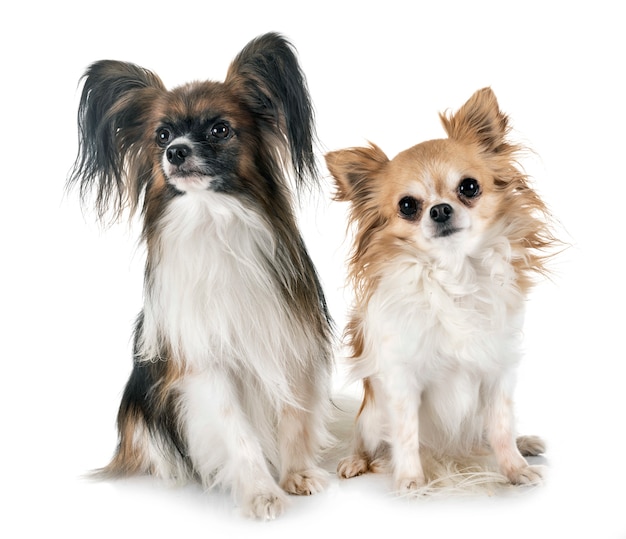 Papillon Hund und Chihuahua