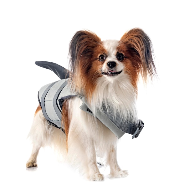 Papillon Hund und Schwimmweste