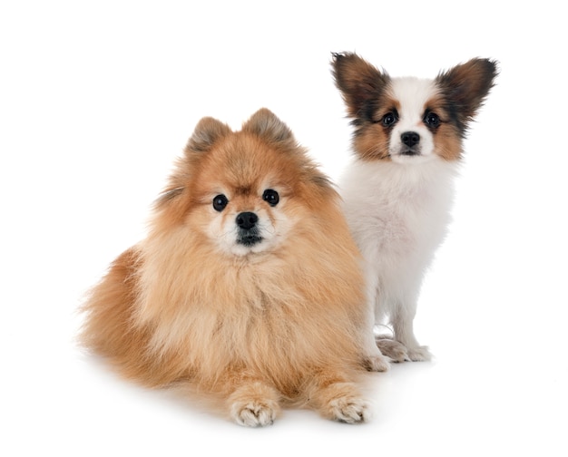 Papillon Hund und Spitzhund isoliert