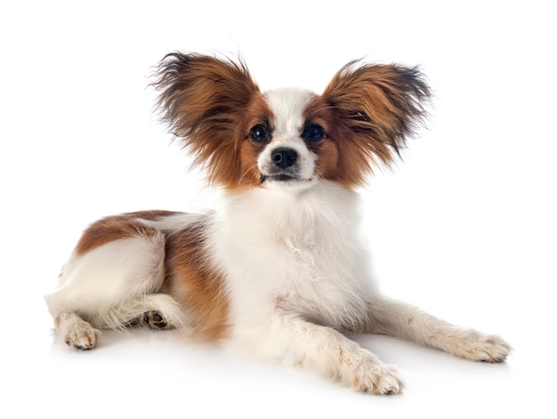 Papillon Hund