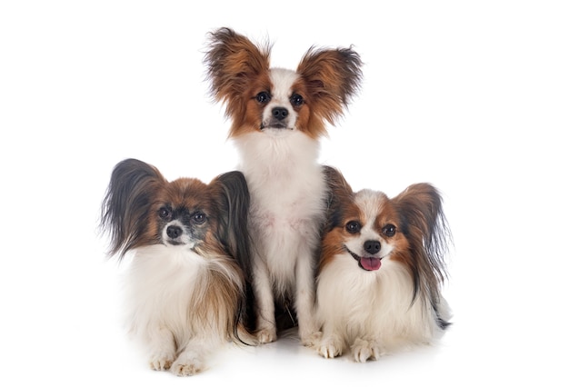 Papillon Hunde auf Weiß isoliert