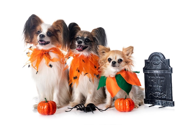 Papillon-Hunde Chihuahua und Halloween