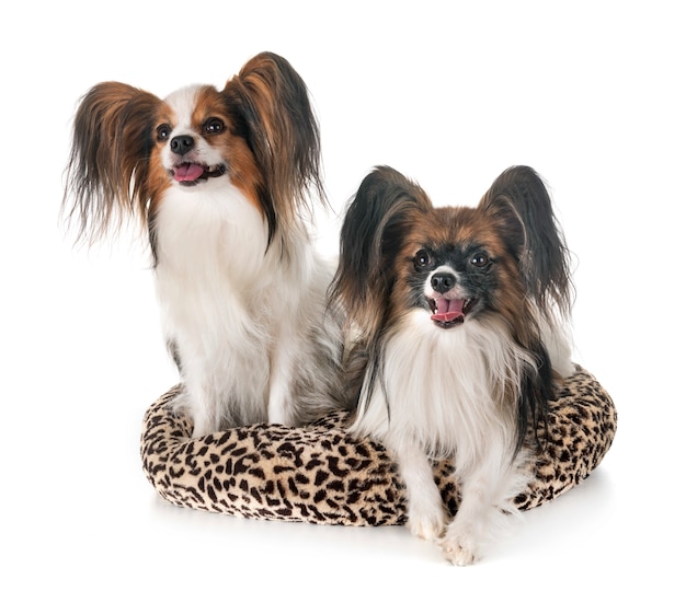 Papillon-Hunde im Studio