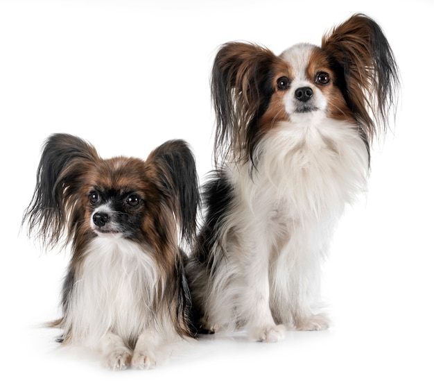 Papillon-Hunde im Studio