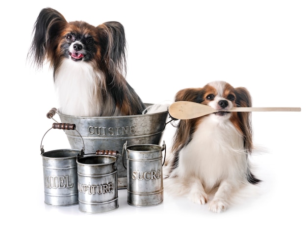 Papillon Hunde kochen