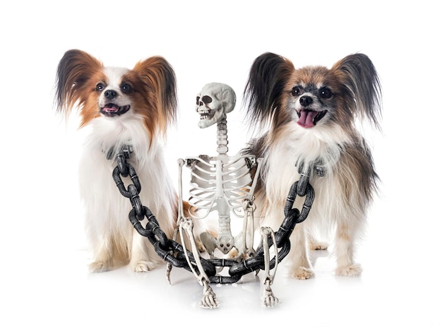 Papillon-Hunde und Halloween