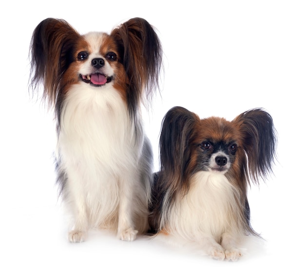 Papillon Hunde