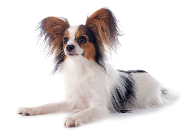 papillon joven