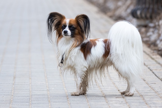 Papillon perro al aire libre retrato